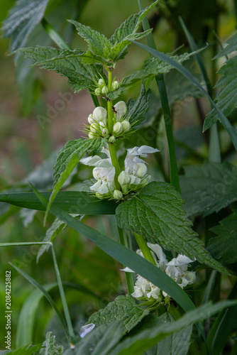 Exploring Lamium album in a tranquil garden setting during springtime with vibrant white flowers and lush green foliage