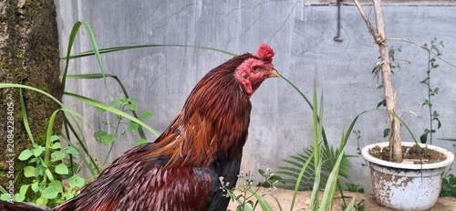 A beautiful rooster with vibrant red plumage standing in a garden