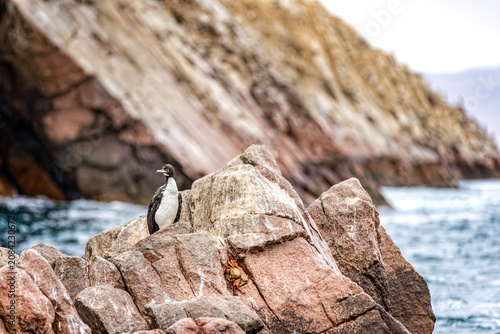 Seabird perched on rugged reddish coastal rocks above the Pacific waters of the wild Ballestas Islands near Paracas, Peru