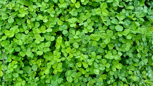 Seamless green clover leaf background pattern