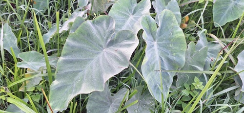 Tropical Colocasia Leaves in Outdoor Environment