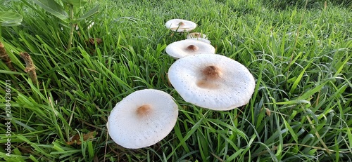 Wild Mushrooms Growing in Green Grass Field Close-Up Nature Scene