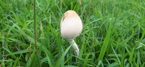 Solitary Wild Mushroom Growing in Green Grass Close-Up