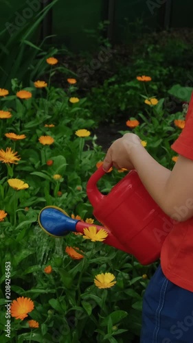Vertical. Summer vibes. Small boy watering flower bed with calendula plants in summer garden.