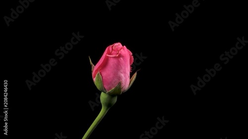 Pink Rose Timelapse Blooming in Natural Garden 