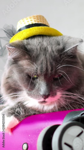 Feline explores luggage. Curious cat investigates suitcase handle. Playful feline examines pink travel bag handle closely. Inquisitive gray cat interacts with pink suitcase handle in studio