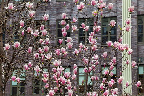 Cuadro en lienzo Magnolia in the architecture of the city of Dnepr, Dnipropetrovsk, Ukraine