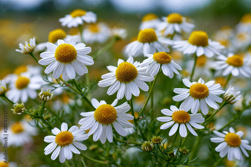 Obraz premium Flowers bloom in a field during spring season