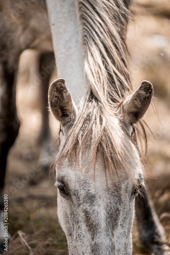 Foto Close-up portrait of a gray horse grazing with long forelock and textured mane i