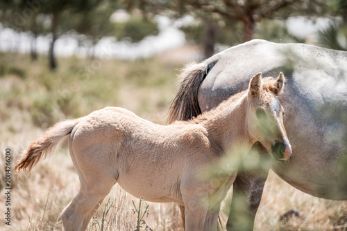 Quadro su tela Light buckskin foal standing beside an adult grey horse in a sunlit dry grass pa