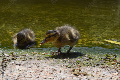 Mallard ducklings stand next to a pond