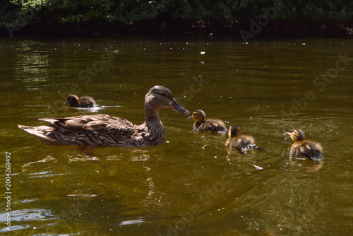 A mallard duck mother and her ducklings swim in a pond