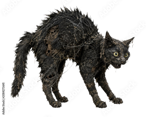 Scared black cat isolated on white, png transparent background.