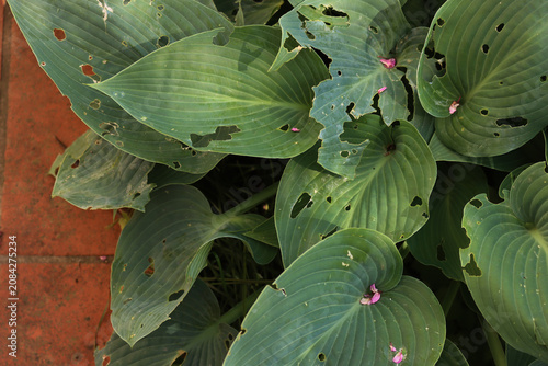 Φωτογραφία Hosta x tardiana 'Halcyon'