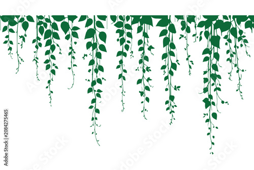 Hanging green ivy vines vector, trailing plant leaves border on white background, decorative climbing foliage for garden and nature design