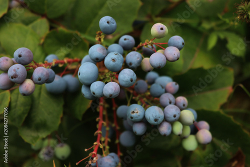 Close-up of Mahonia aquifolium bush with blue berries on branches in the garden. Mahonia bush on summer