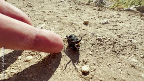 A man gently helps a struggling ground beetle turn over on a dusty path in Crimea. This small act of kindness fills the scene with hope, compassion, and a tender connection to nature.