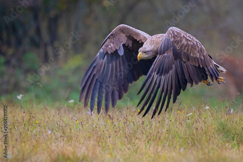 Powerful white-tailed eagle spreading its wings while flying low over a meadow during autumn. Wild bird of prey in nature. 