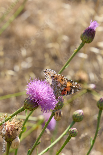 Painted lady butterfly feeding on purple milk thistle flower close up