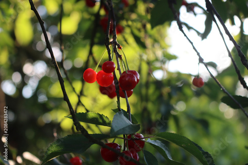 Sour cherry tree with many red fruits in the orchard against sunlight. Prunus cerasus