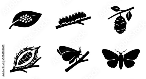 Billede på lærred Silkworm Life Cycle Icons, Mulberry Leaf to Moth Transformation, Natural Insect
