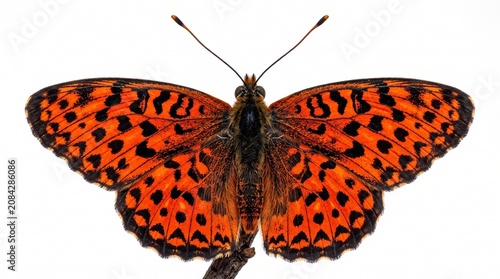Flame Leopard Butterfly Isolated in White Background