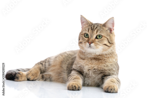 Konstfotografi A golden brown tabby cat lying down and glancing aside at the camera, isolated on a white background