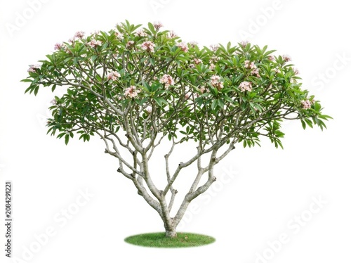 Plumeria tree with pink flowers isolated on white background