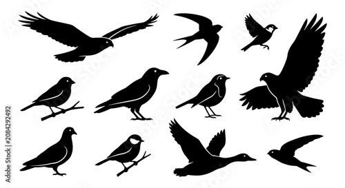Bild auf Leinwand Diverse Bird Silhouettes Collection, Various Species Vector Art, Ornithology Ico