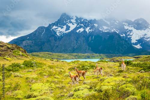 Photos Patagonian guanacos wildlife in Torres del Paine National Park, Chile