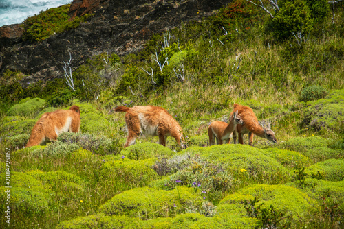 Konstfotografi Patagonian guanacos wildlife in Torres del Paine National Park, Chile
