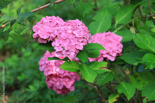 Canvas Print Beautiful pink hydrangea, which is rare in Mt. Rokko