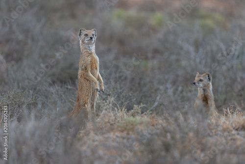 Foto The yellow mongoose (Cynictis penicillata) with a young one looking around for f