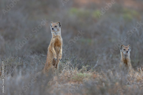 Принти на полотні The yellow mongoose (Cynictis penicillata) with a young one looking around for f