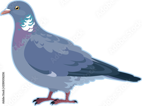 Vector image of a European wood pigeon