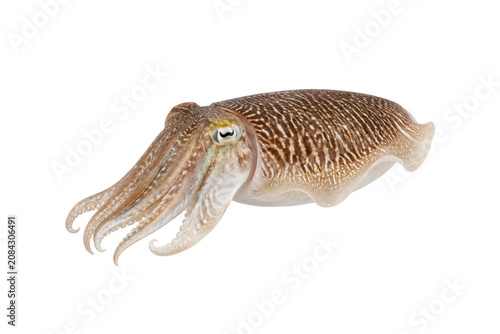 Obraz na plátně Fresh cuttlefish isolated on white background with detailed natural pattern, sid