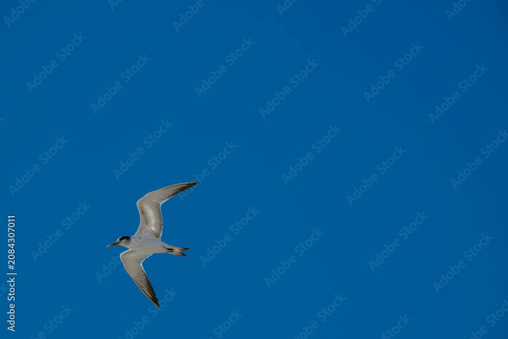 Obraz premium Sleek tern soars against a vivid blue sky