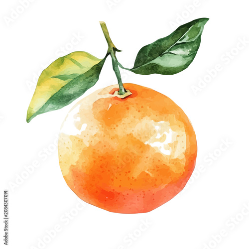 Fotografie Orange, graceful vector watercolor painting with soft flowing strokes and subtle highlights, isolated on a white background