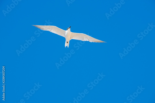 Cuadro en lienzo White bird glides against clear blue sky
