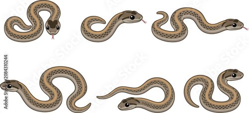 Canvastavla Snake Collection with Coiled Serpents, Slithering Snake Poses, Reptile Wildlife,