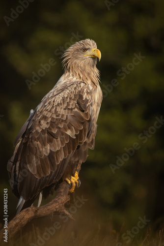 A stunning vertical portrait of a majestic white-tailed eagle (Haliaeetus albicilla) perched proudly on a weathered tree branch. 
