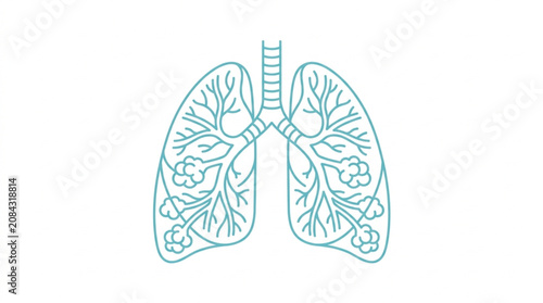 Fotografie Human Lungs Anatomy Medical Illustration Line Art.