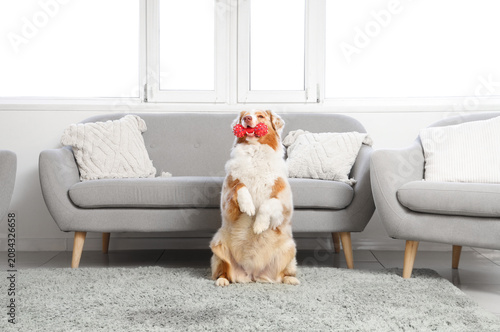 Cute Australian Shepherd do...