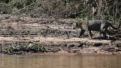 A jaguar walks near the river in the Pantanal, Jaguar, Panthera onca, walking, Pantanal, Brazil., Tropical forest, rainforest, river, Port Jofre,  slow motion