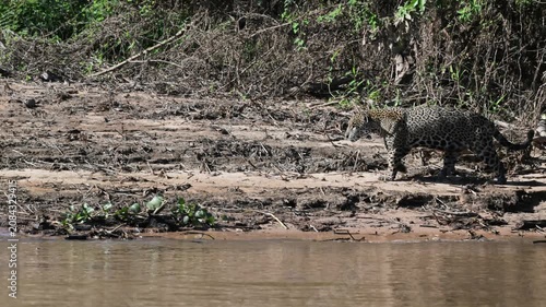 A jaguar walks near the river in the Pantanal, Jaguar, Panthera onca, walking, Pantanal, Brazil., Tropical forest, rainforest, river, Port Jofre,  slow motion