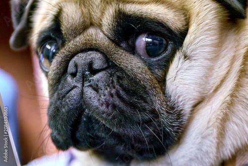 funny pug face close-up with big dark eyes