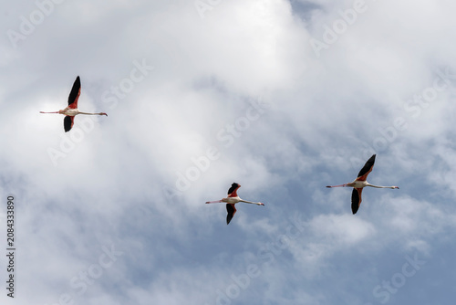three Flamingos in flight over Montelargius lagoon, Cagliari, Italy