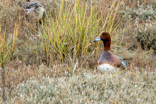 Photography Drake Eurasian Wigeon in grassland