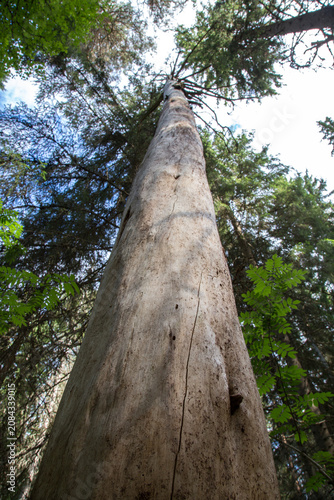 Standing dead pine tree (kelo wood) in Finnish forest ecosystem. Naturally weathered pine timber log in boreal woodland
