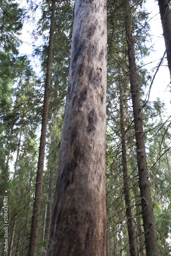 Kelo pine timber in Finnish wilderness forest environment. Natural dead standing pine log in Nordic forest landscape